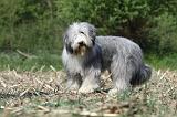 BEARDED COLLIE 143